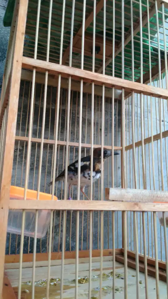 Burung Anis kembang trotol jantan