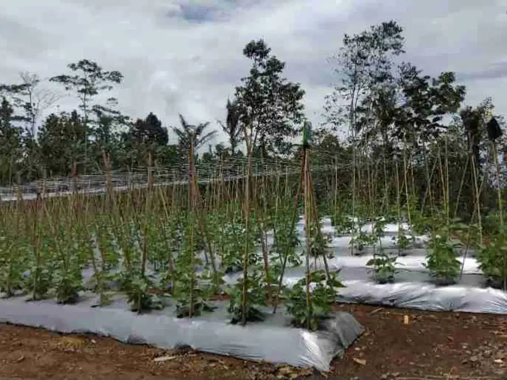 Tanah kebun Rancakalong sumedang