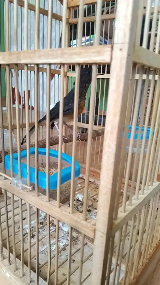 Burung murai trotol jantan