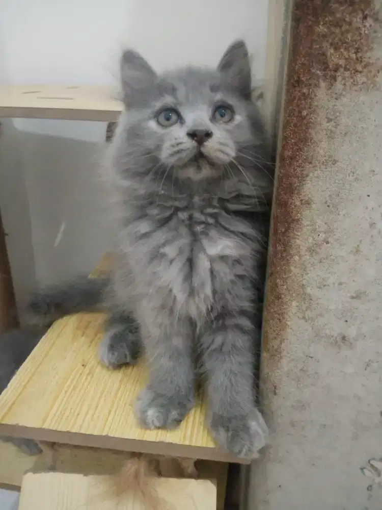 KITTEN PERSIA LONG HAIR