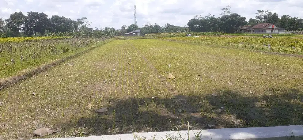 Dijual Tanah SHM Dekat Exit Toll Prambanan LD 15.7 m (bentuk kotak)