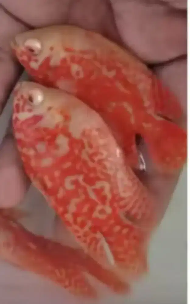 Oscar nemo uk 9 /10 up