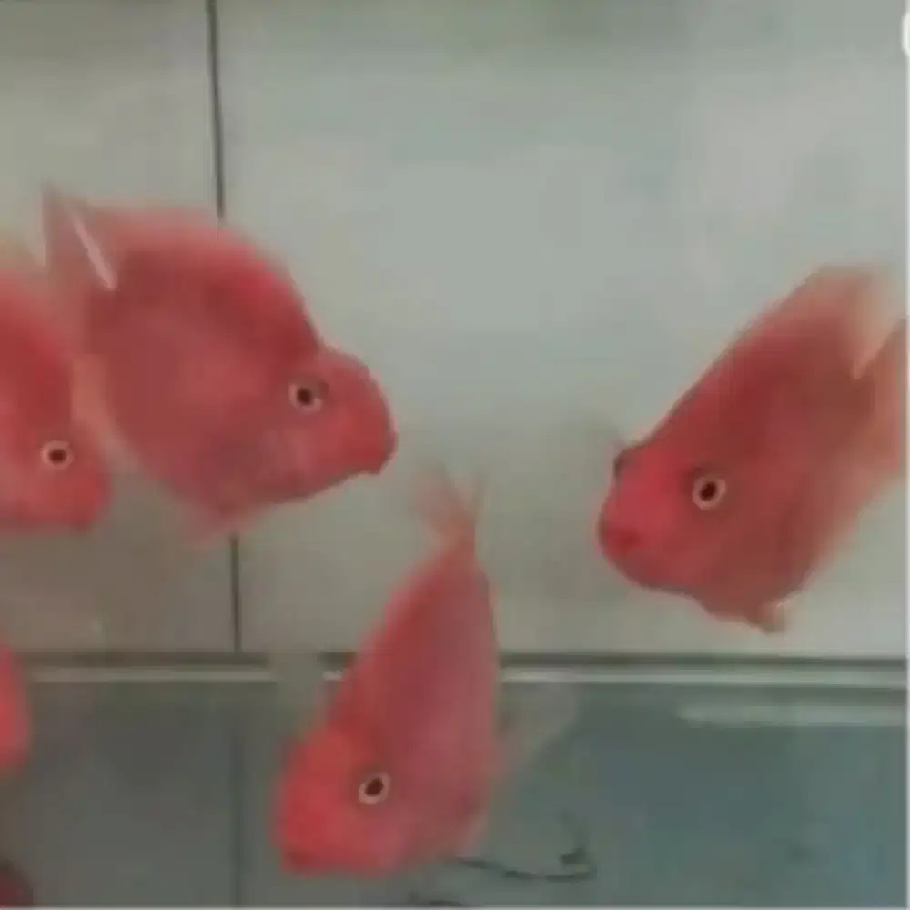 Red perrot UK --+ 9 10 up