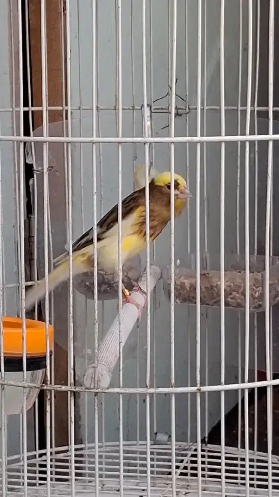 KENARI GACOR AF SF