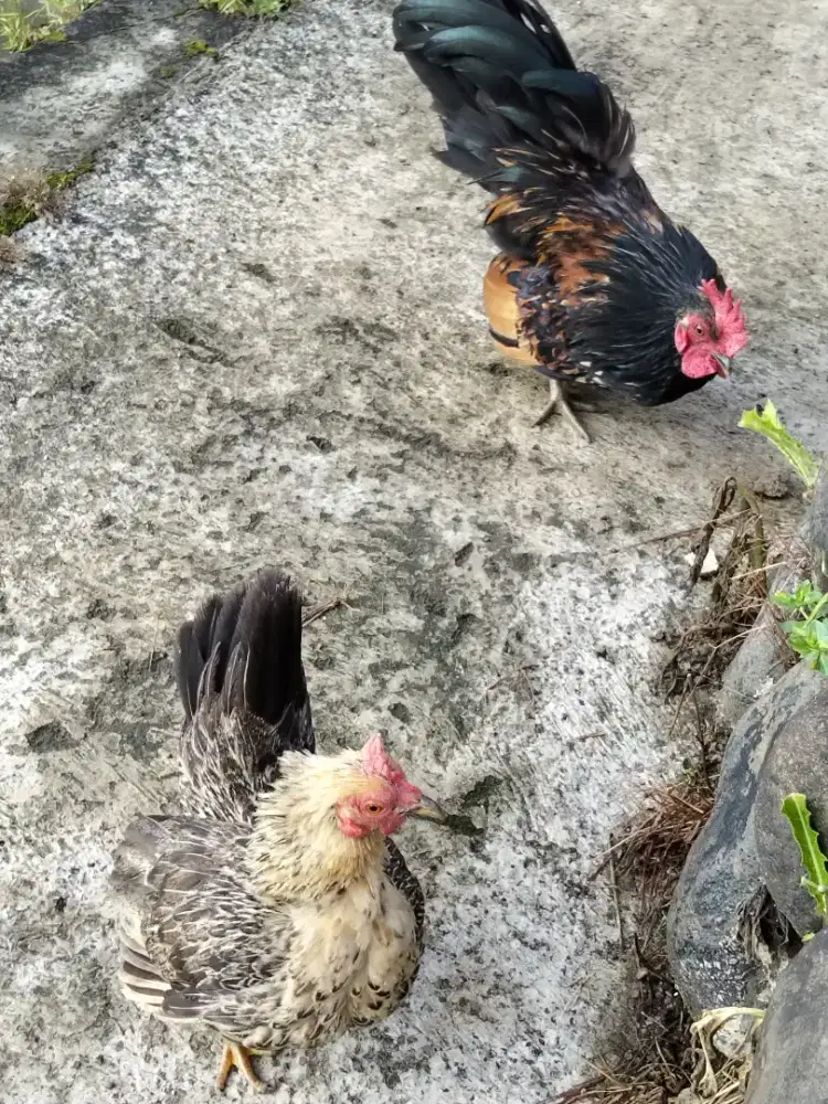 Ayam Kate Cantik