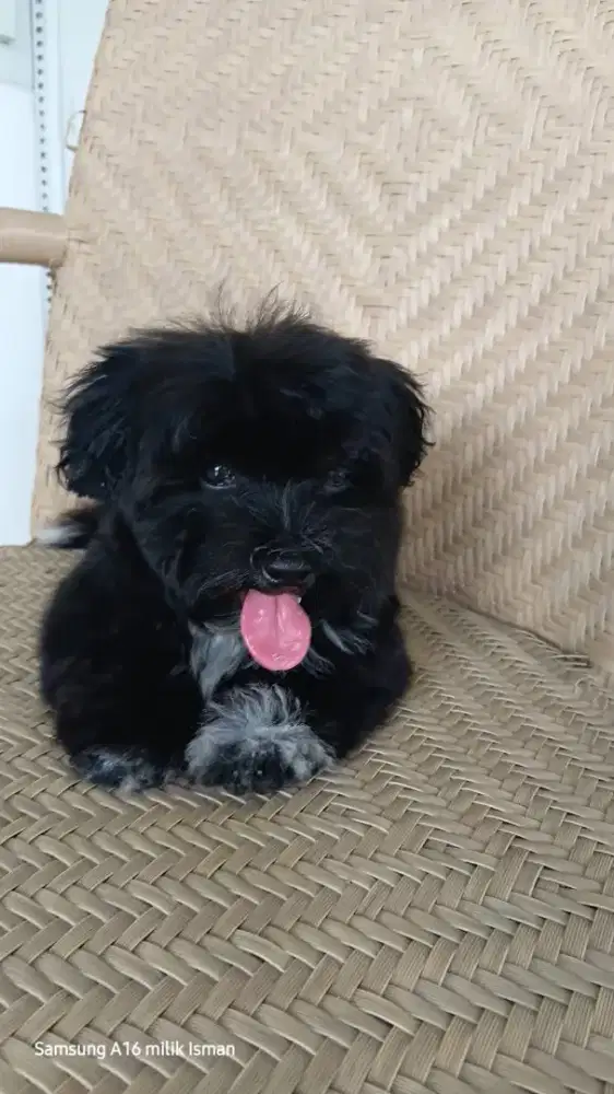 Anakan shitzhu mix poodle