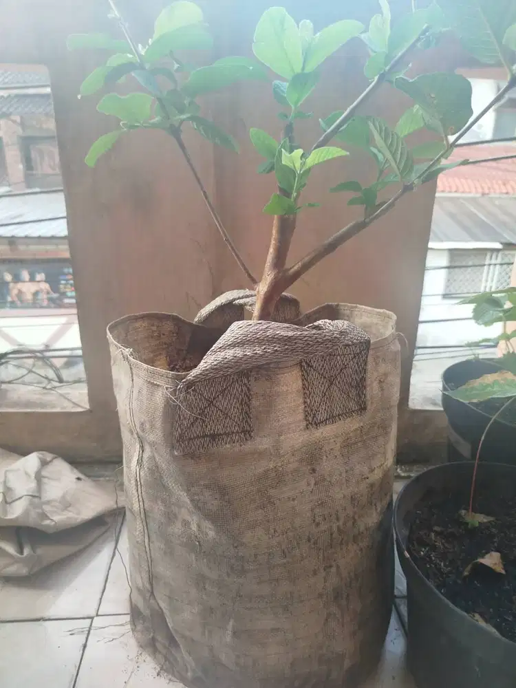 Pohon jambu Kristal hasil cangkok