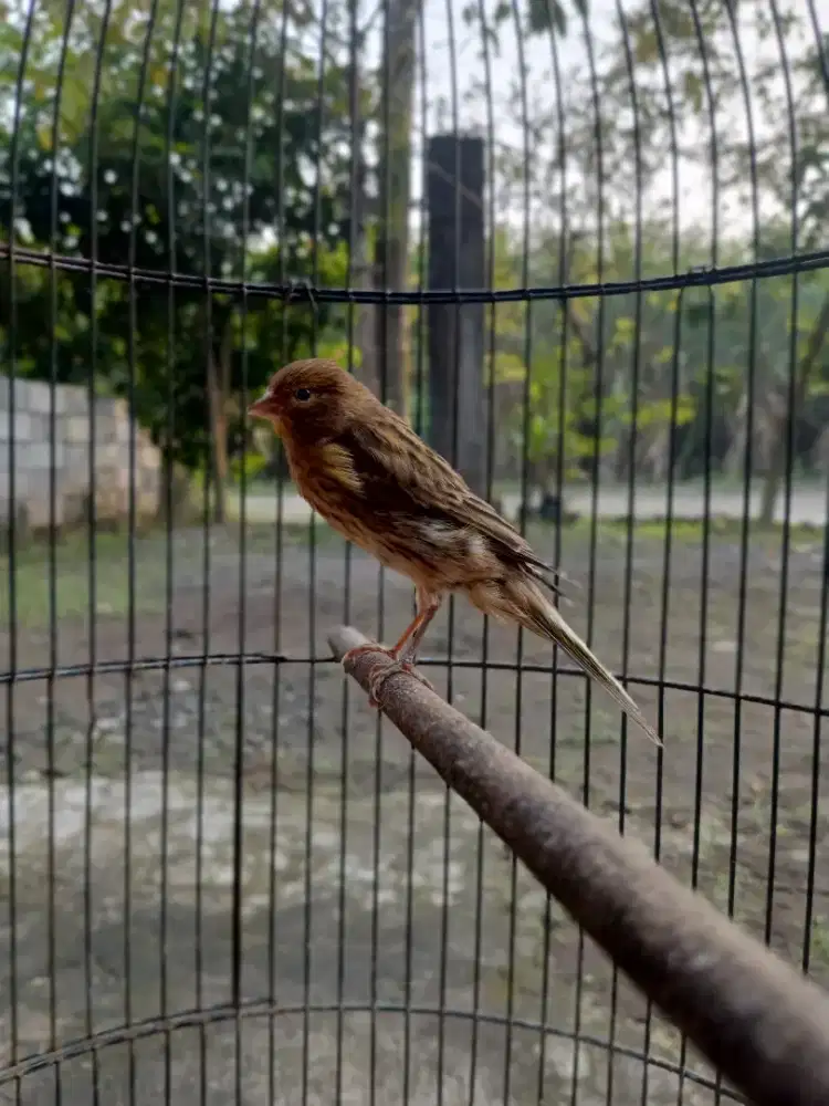 Burung Kenari Loper
