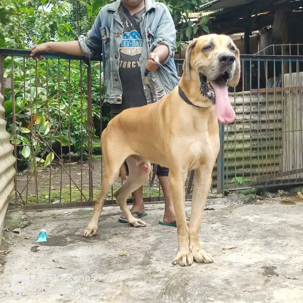 Greatdane Scooby-Doo
