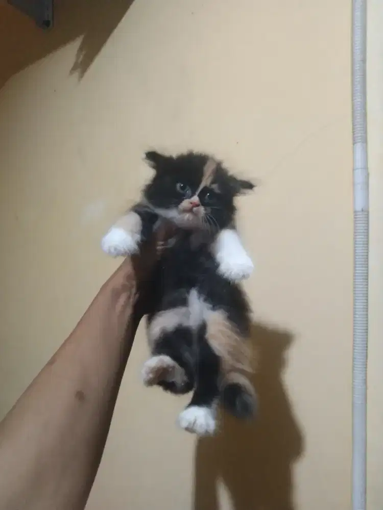 Persia Calico betina 2 bulan muka lucu kaya topeng