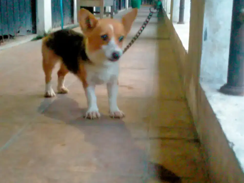Corgie betina indukan