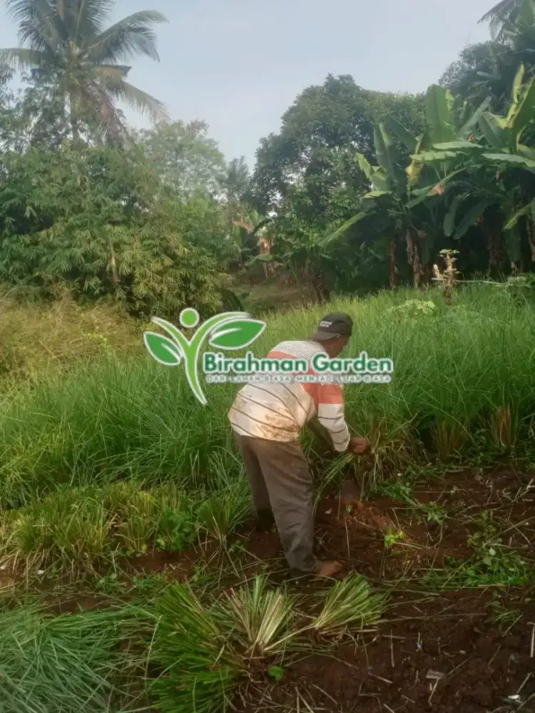 Rumput vetiver murah