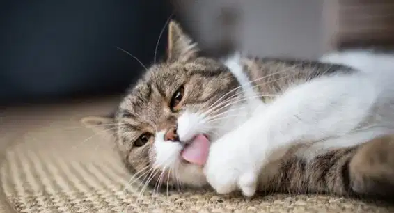 ART PRIA SEKALIGUS PENGURUS KUCING