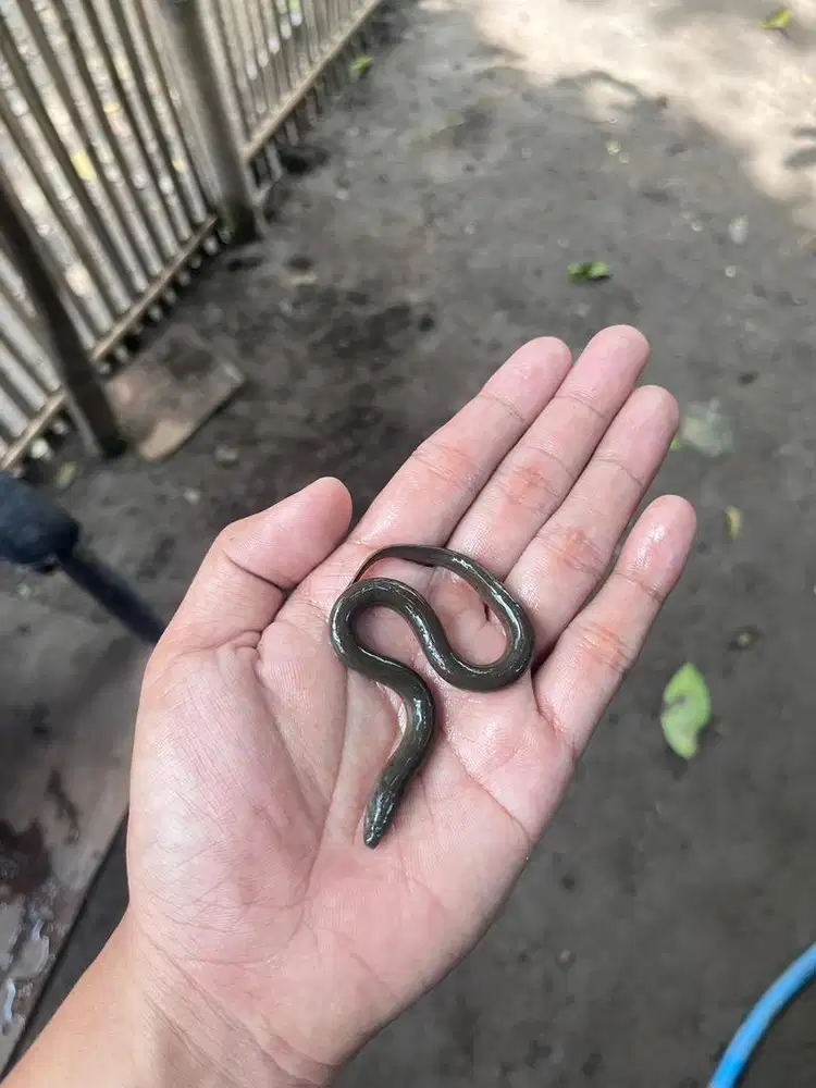 Ready Bibit Belut