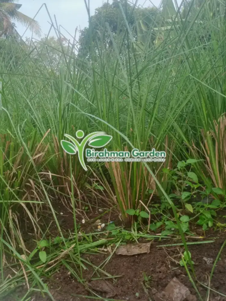Rumput vetiver penahan tanah tebing