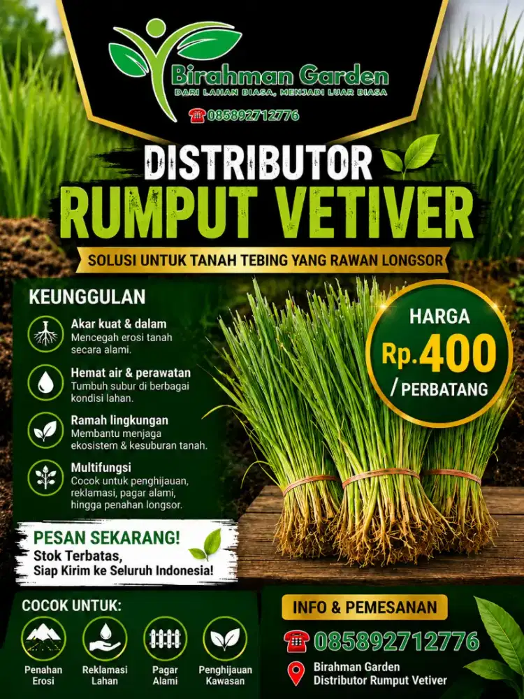 Rumput vetiver perbatang Rp.400
