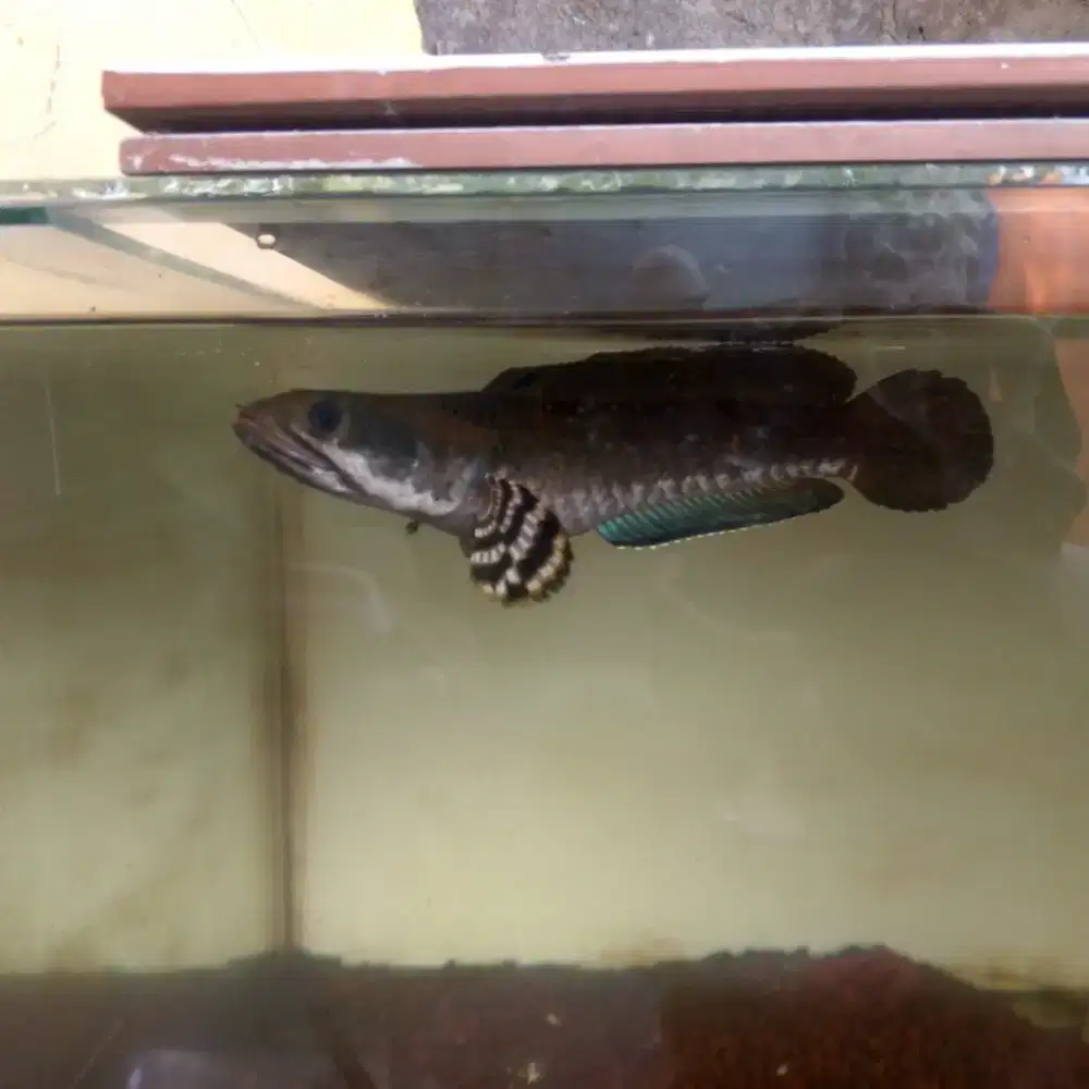 Chana Blue pulchra 20cm