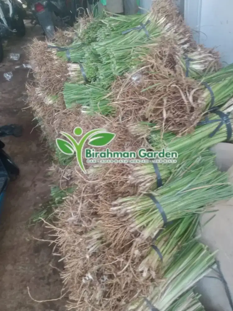 Rumput vetiver siap kirim bali