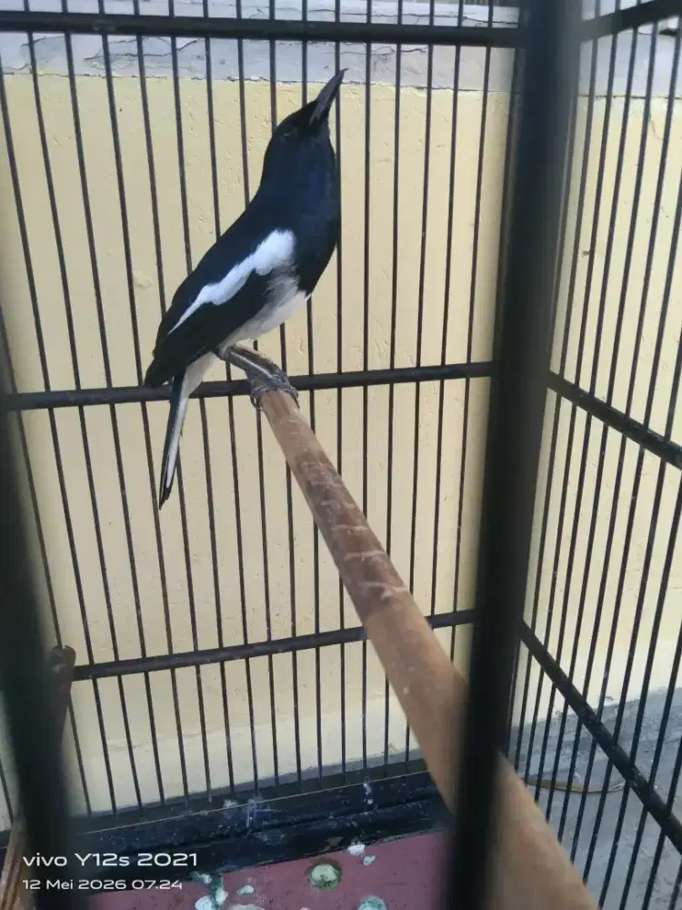 Jual burung kacer