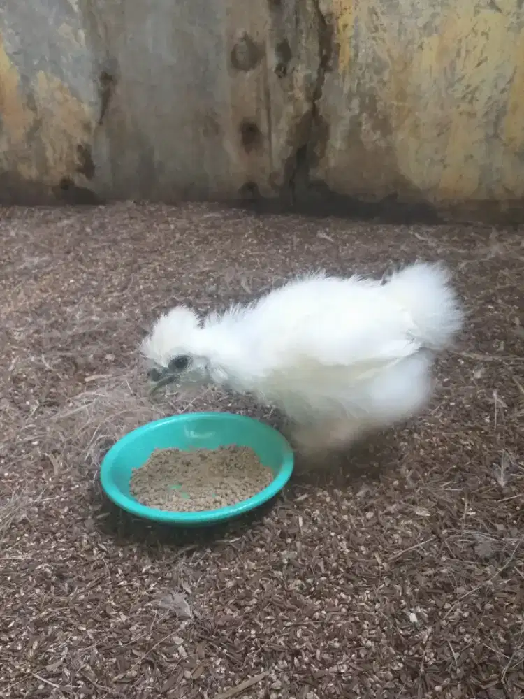 Ayam American Silky