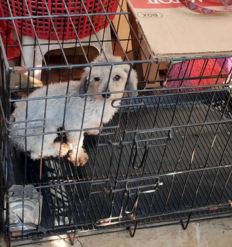 Dogy toy puddle