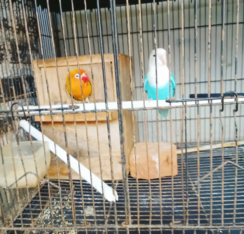 Burung Lovebird