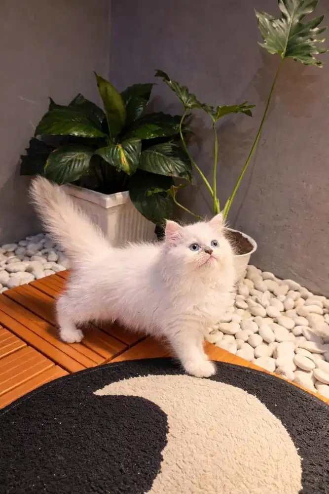 KUCING HIMALAYA JANTAN DAN BETINA LUCU