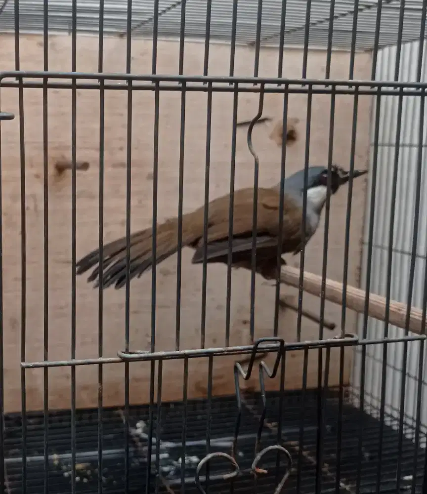 Burung Poksay Hongkong Betina Mapan