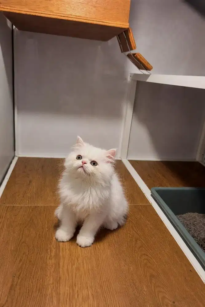 KUCING PEAKNOSE LUCU