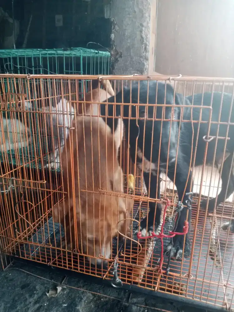 Anjing Husky Ps Labrador