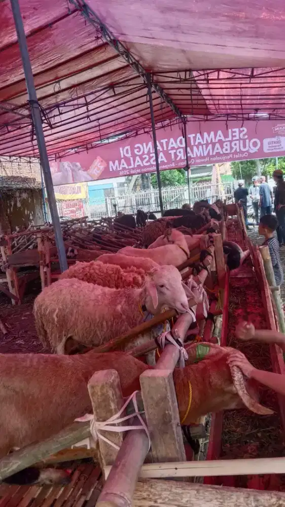 Hewanqurban2026#hewanqurbanbandung#sapimurah#dombamurah#gratisongkir