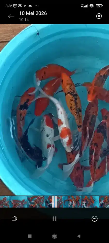 Koi murahhh besar