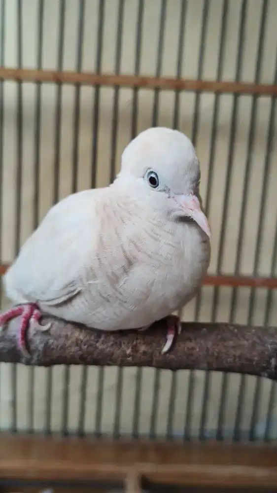 Perkutut albino lurik