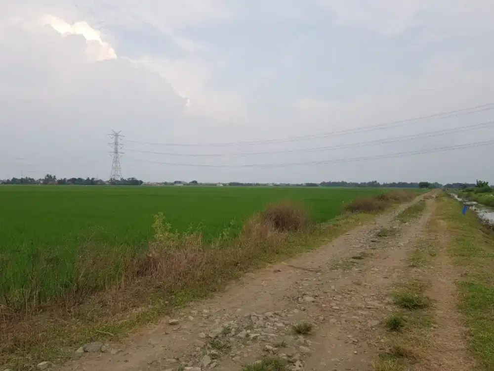 DIJUAL SAWAH (ZONA HIJAU) – HARGA SANGAT MENARIK
