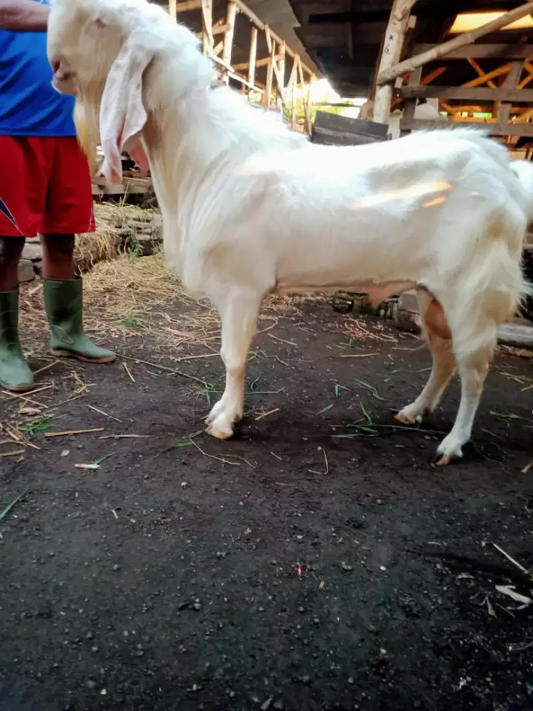 Kambing jawa gibas
