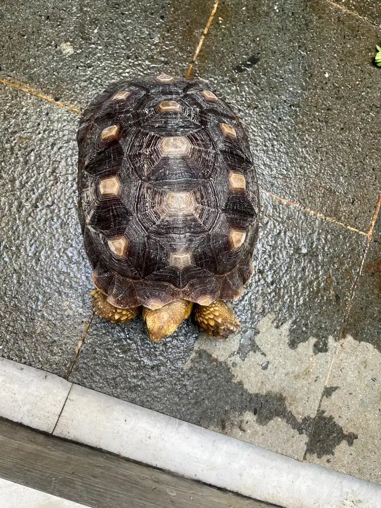 KURA KURA SULCATA 2TH AKTIF SEHAT