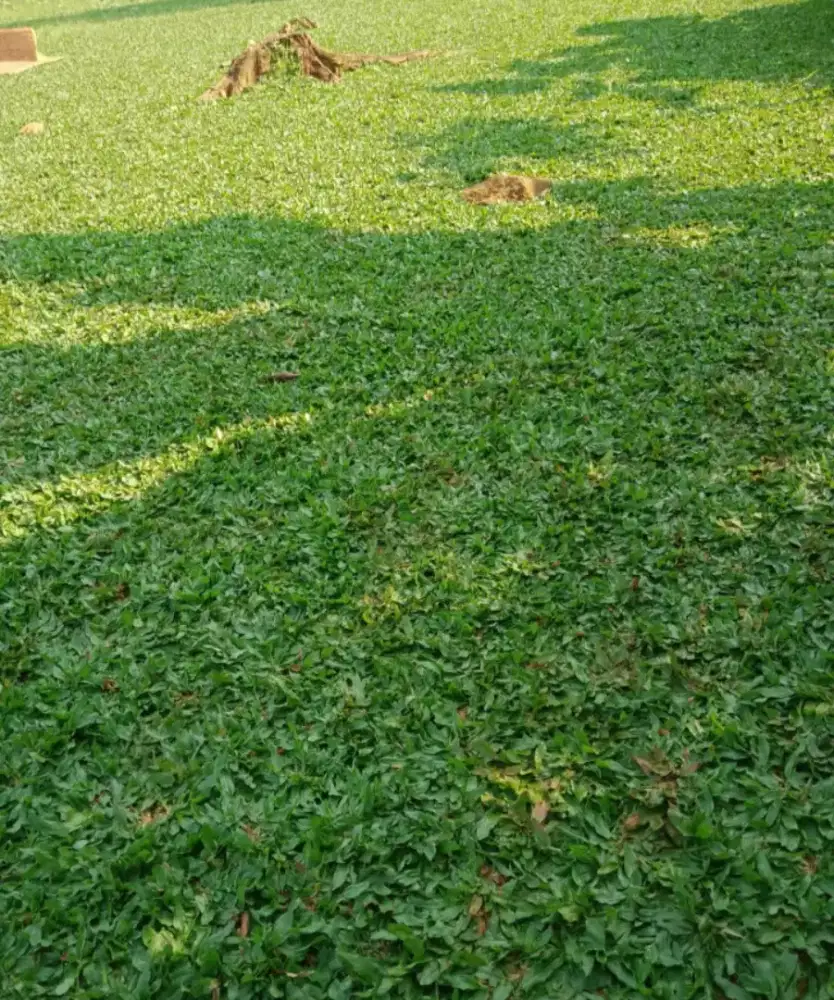 Rumput gajah mini super