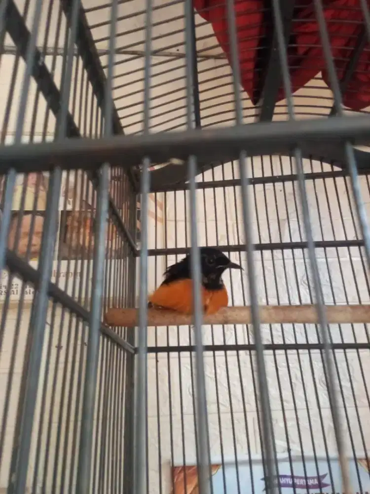 Burung Murai batu Trotol Jantan & Betina