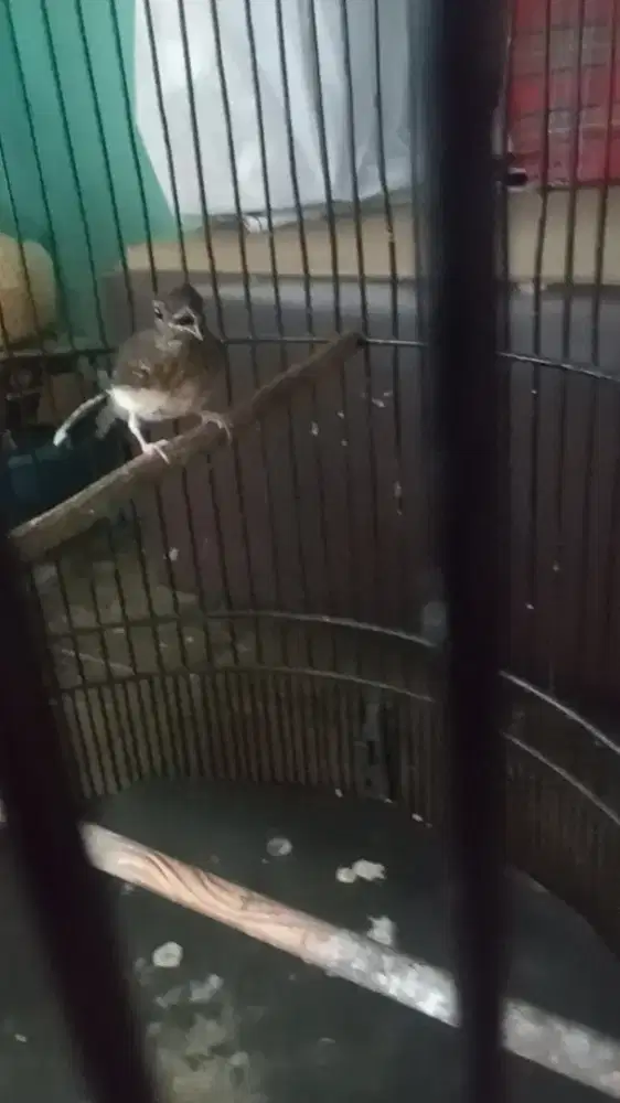 Trtolan trah blorok mulus usai 1 bulan