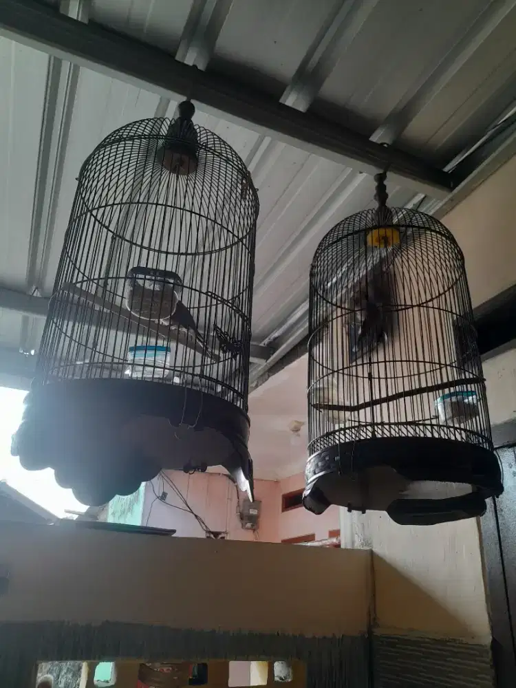 Di jual 2 ekor burung perkutut sama kandang y burung udah bunyi sehat