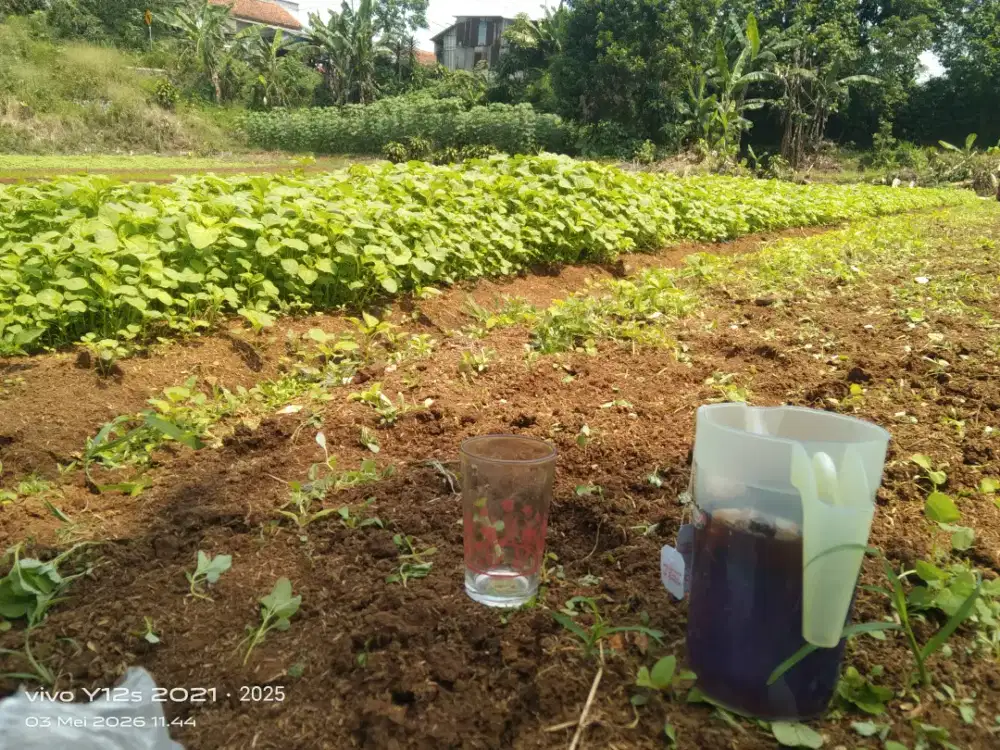 Sayuran jagung ,bayam,dan kangkung