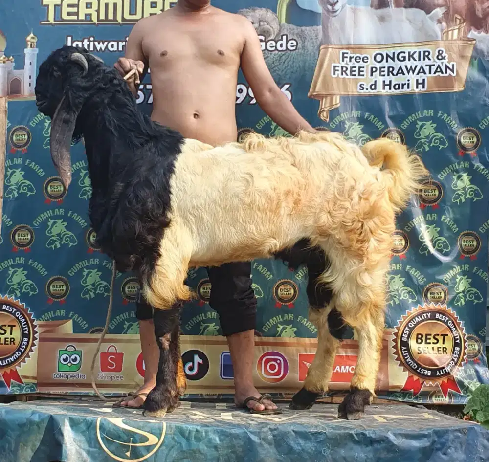 Kambing qurban bersetifikat