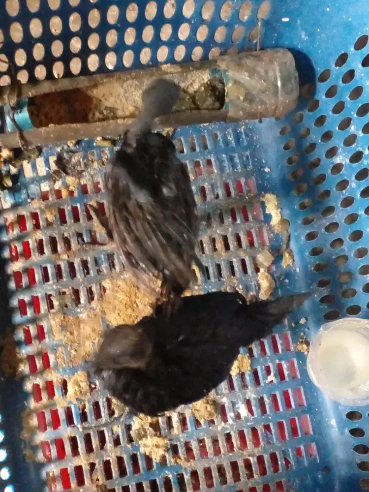 Ayam dara cemani
