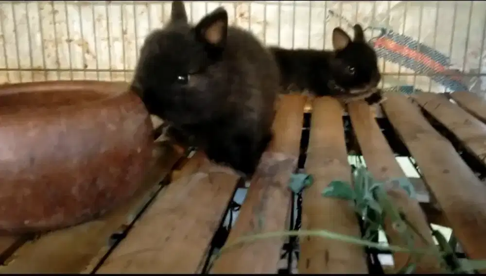 Kelinci mini (Nederland dwarf)