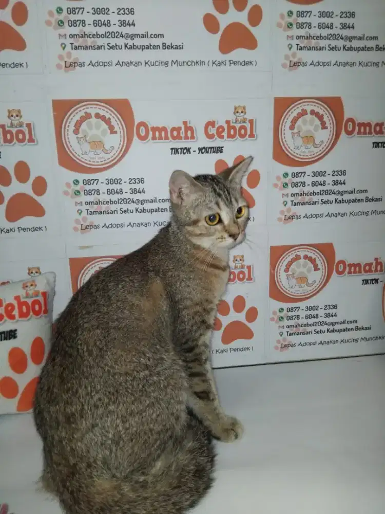 Open adopsi Betina Kitten Scottish Straight