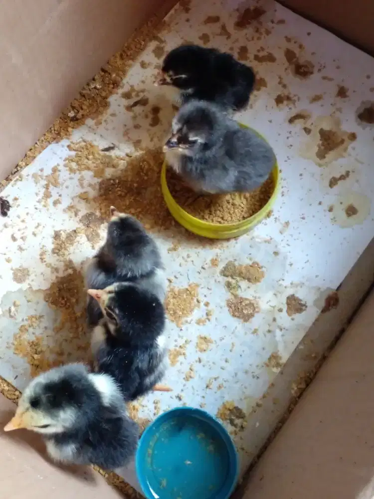 Doc ayam bangkok