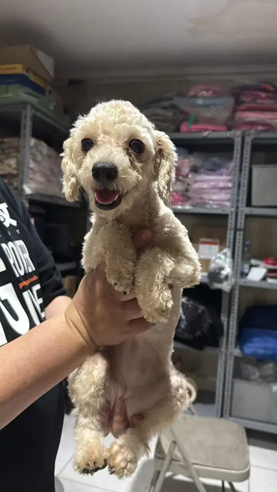 Toy poodle umur 1th betina siap kawin