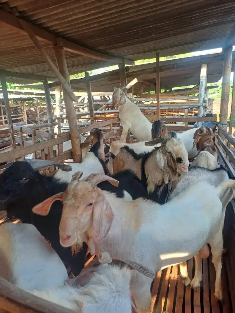 Jual Kambing Qurban Tulangan,sidoarjo