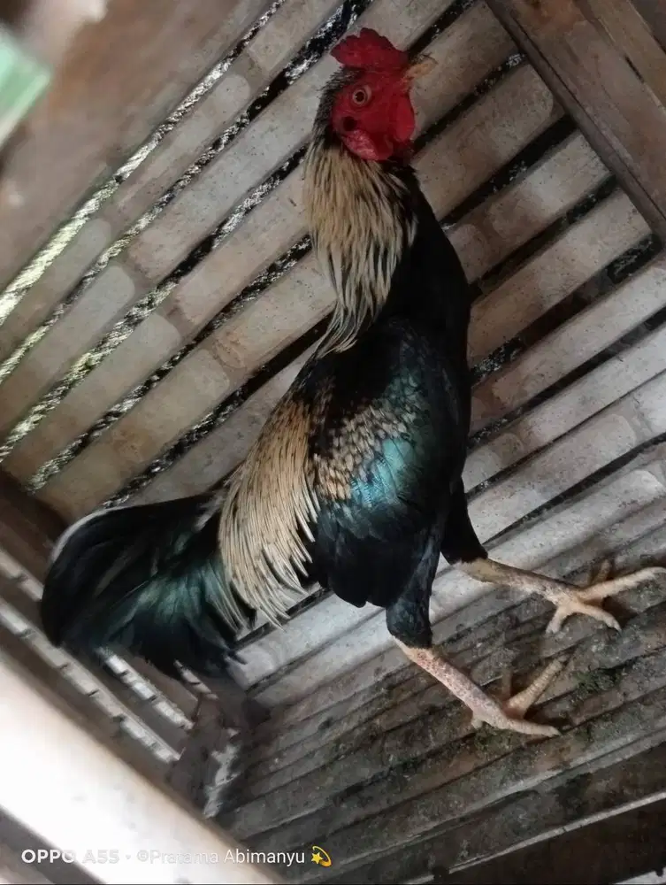 Ayam Bangkok X Birma