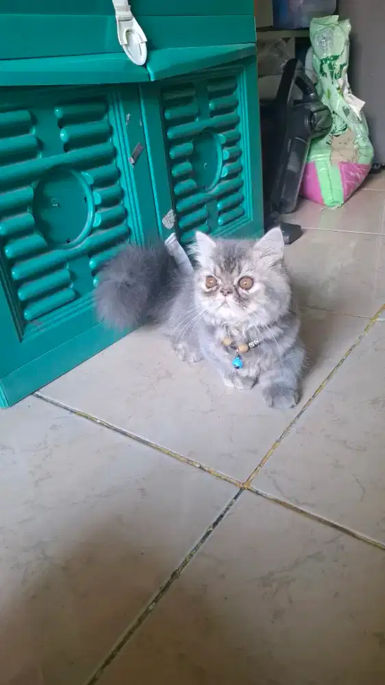 MUNCHKIN PEAKNOSE BETINA